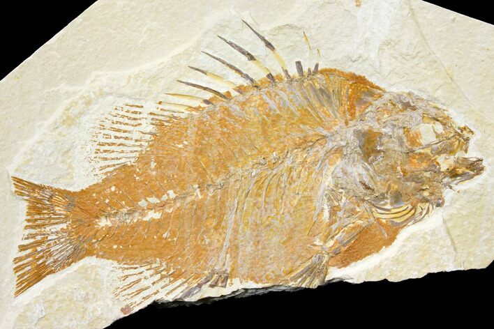 Bargain 6.4" Fossil Fish (Priscacara) - Green River Formation